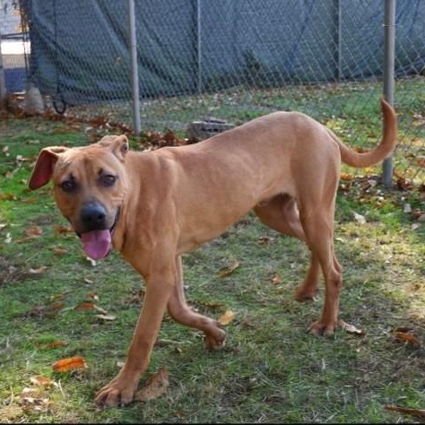 Dwight, a ADOPTABLE mixed breed in Williston, VT image 3/6