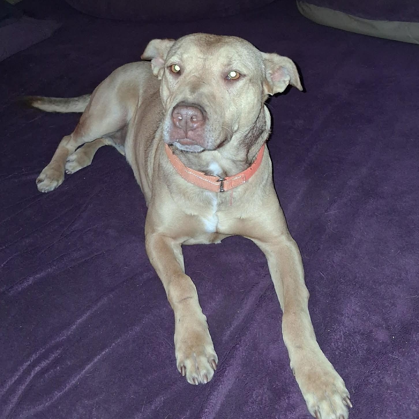 Enlarge Virginia, a ADOPTABLE mixed breed in North Jackson, OH image 4/4