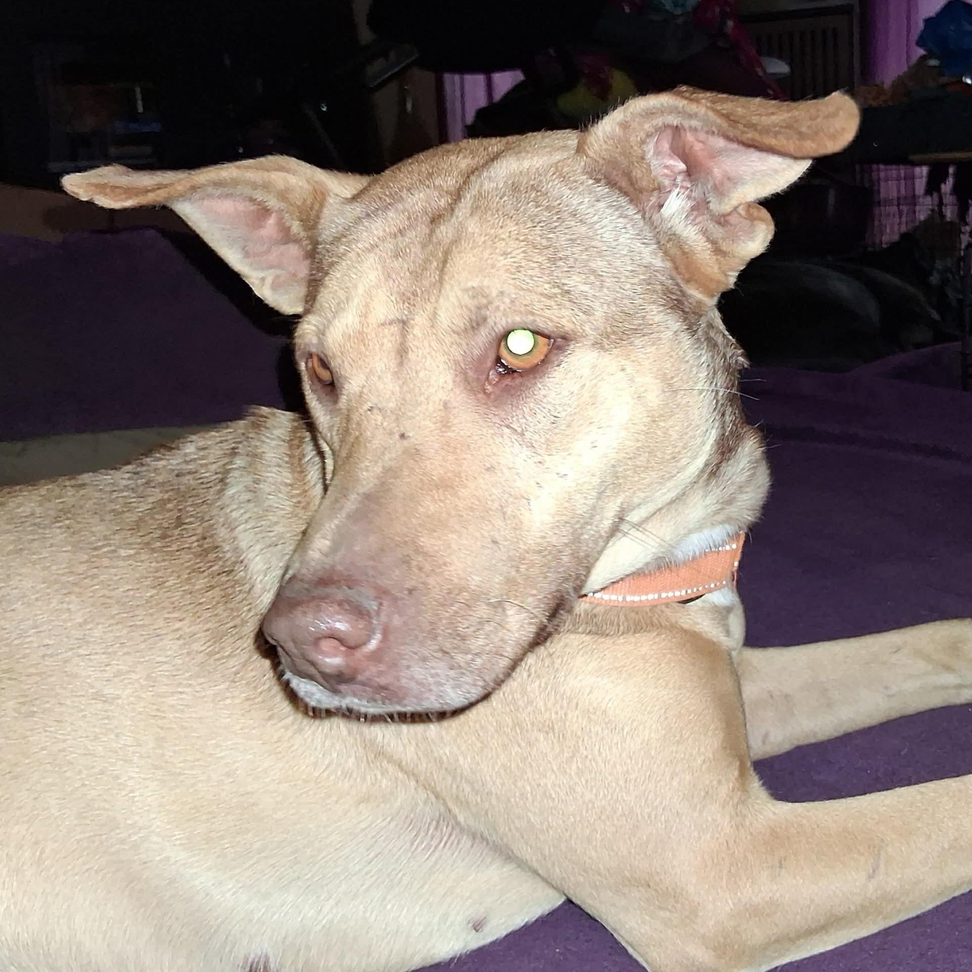 Enlarge Virginia, a ADOPTABLE mixed breed in North Jackson, OH image 3/4