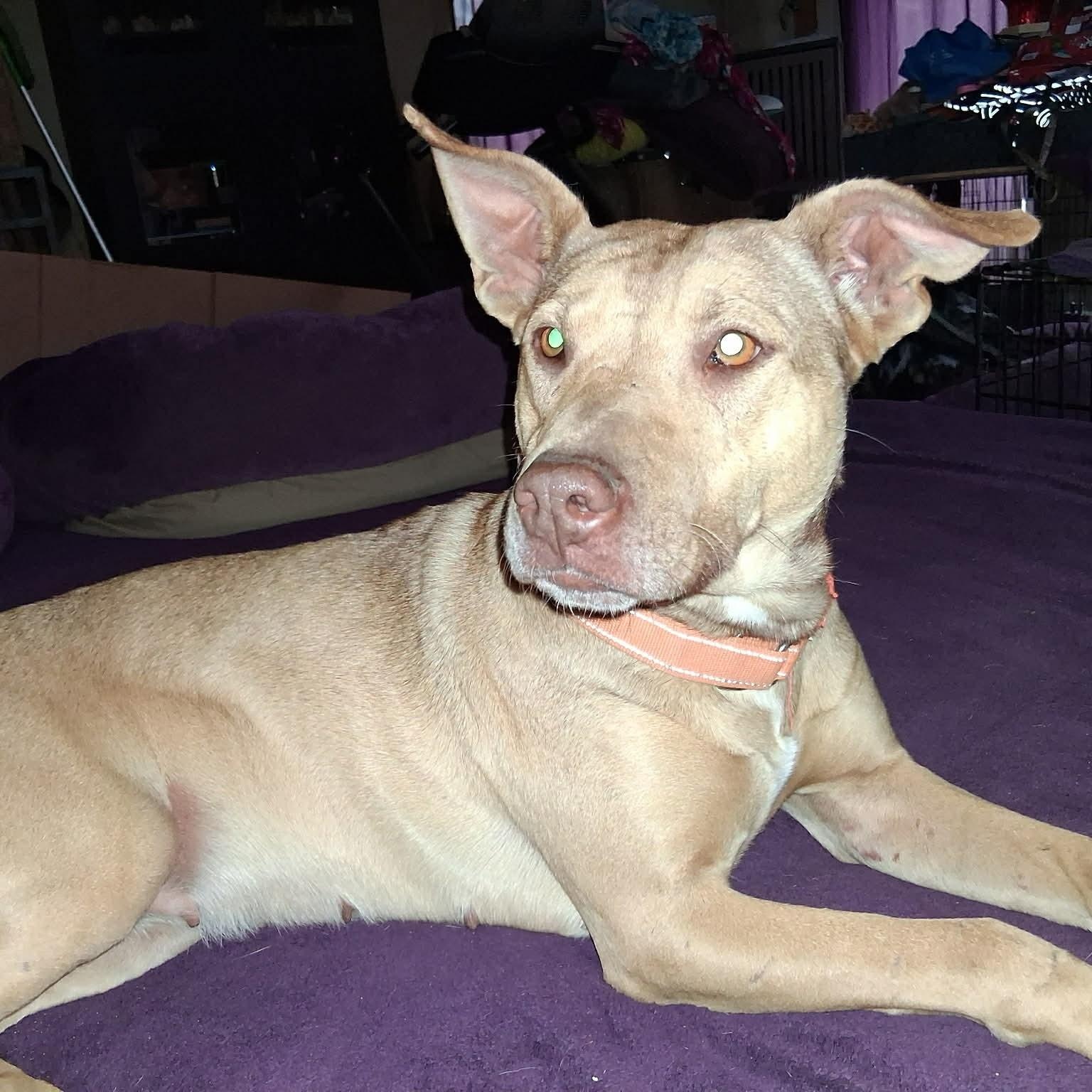 Enlarge Virginia, a ADOPTABLE mixed breed in North Jackson, OH image 2/4