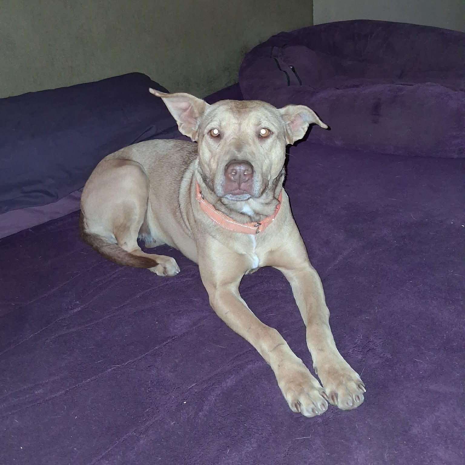 Enlarge Virginia, a ADOPTABLE mixed breed in North Jackson, OH image 1/4