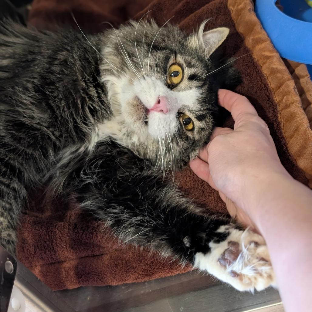 Sylvester, a Adoptable Domestic Long Hair in Spokane, WA image 1/5