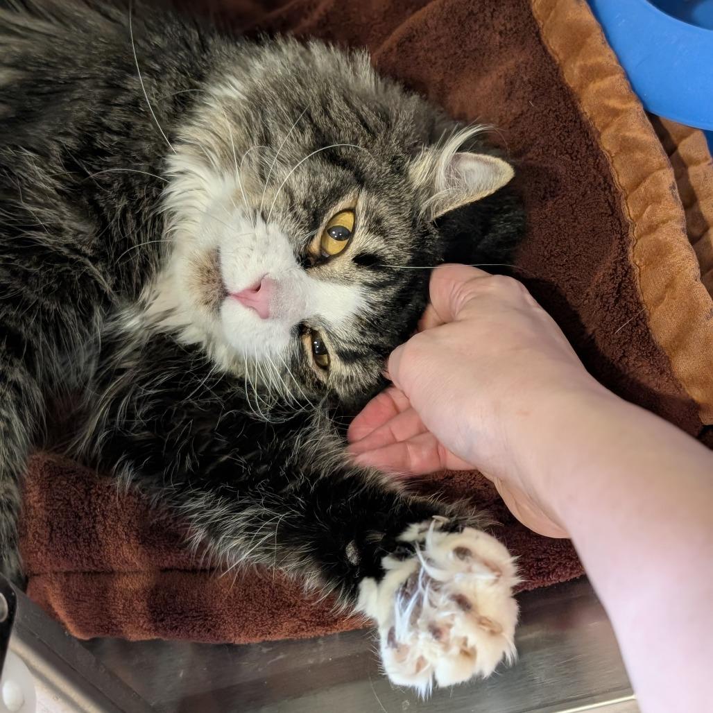 Sylvester, a Adoptable Domestic Long Hair in Spokane, WA image 2/5
