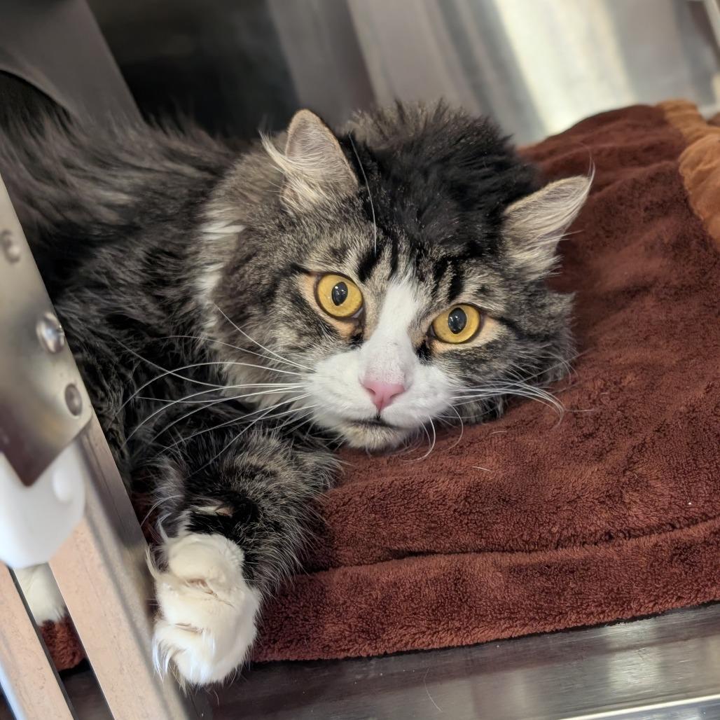 Sylvester, a Adoptable Domestic Long Hair in Spokane, WA image 3/5