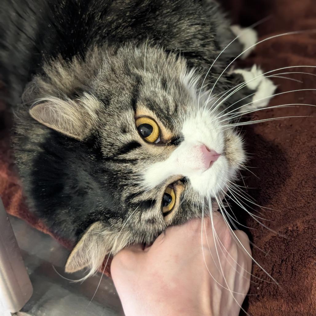 Sylvester, a Adoptable Domestic Long Hair in Spokane, WA image 4/5