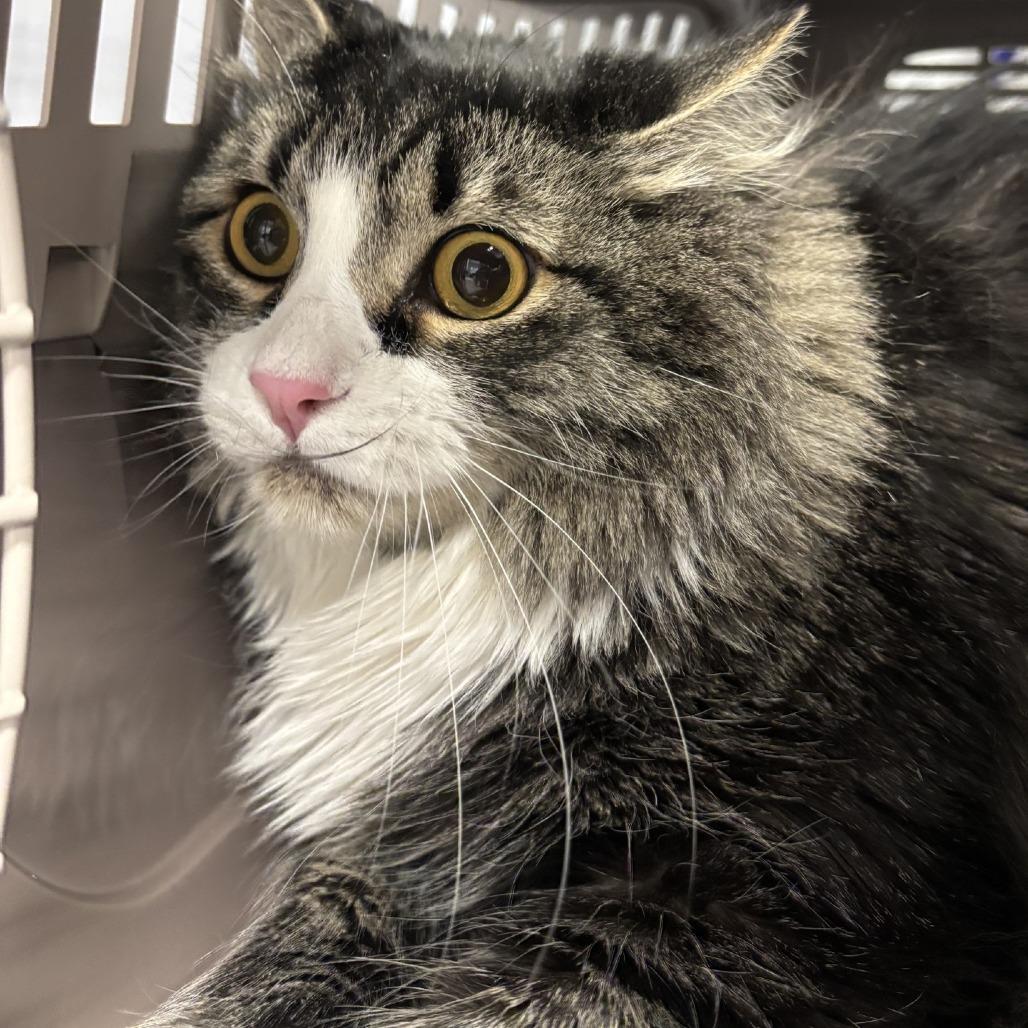 Sylvester, Adoptable, Adult Male Domestic Long Hair.