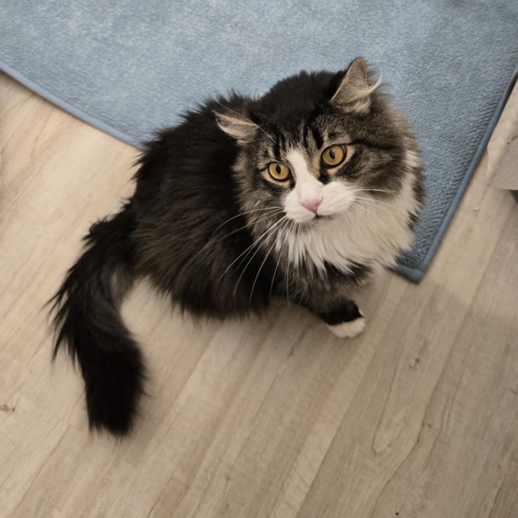 Sylvester, a Adoptable Domestic Long Hair in Spokane, WA image 5/5