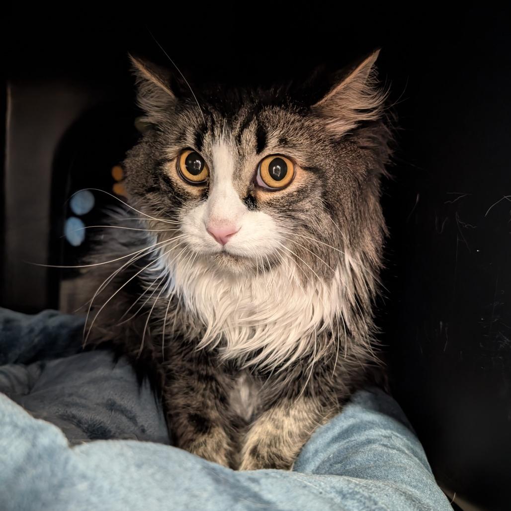 Enlarge Sylvester, a Adoptable Domestic Long Hair in Spokane, WA image 2/2