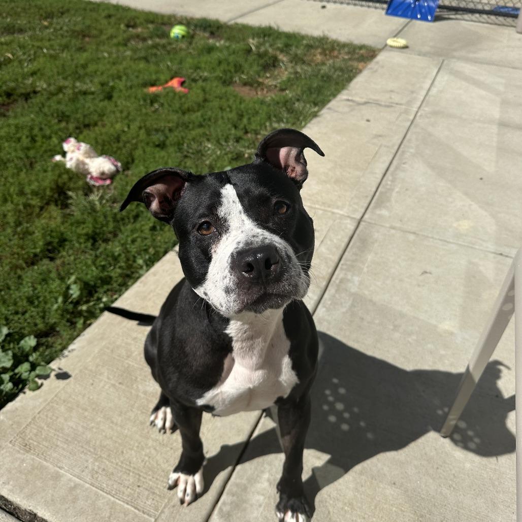 Nyla, Adoptable, Adult Female Staffordshire Bull Terrier.