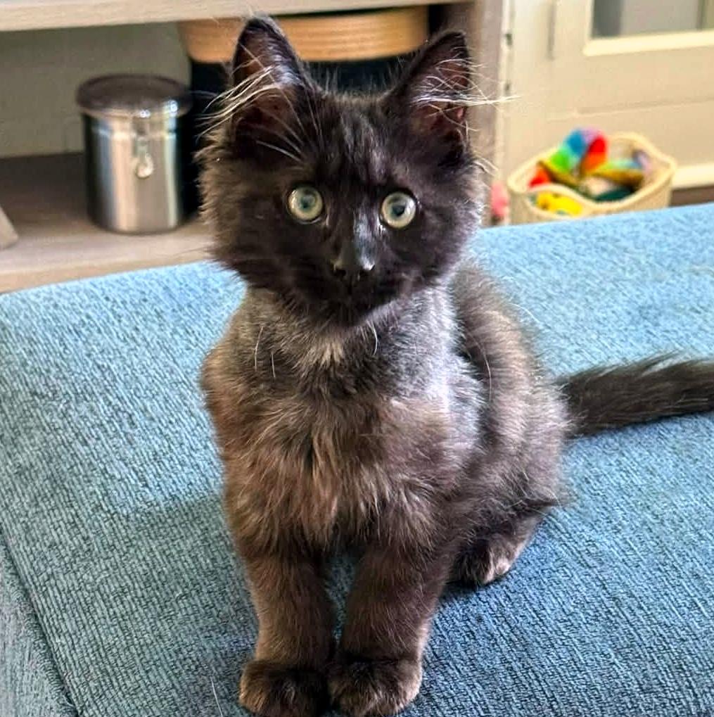 Enlarge Bobby, a ADOPTABLE Domestic Long Hair in Pittsburgh, PA image 5/6