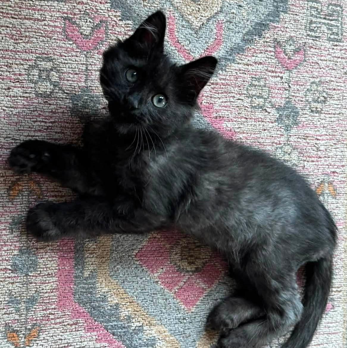 Enlarge Bobby, a ADOPTABLE Domestic Long Hair in Pittsburgh, PA image 4/6
