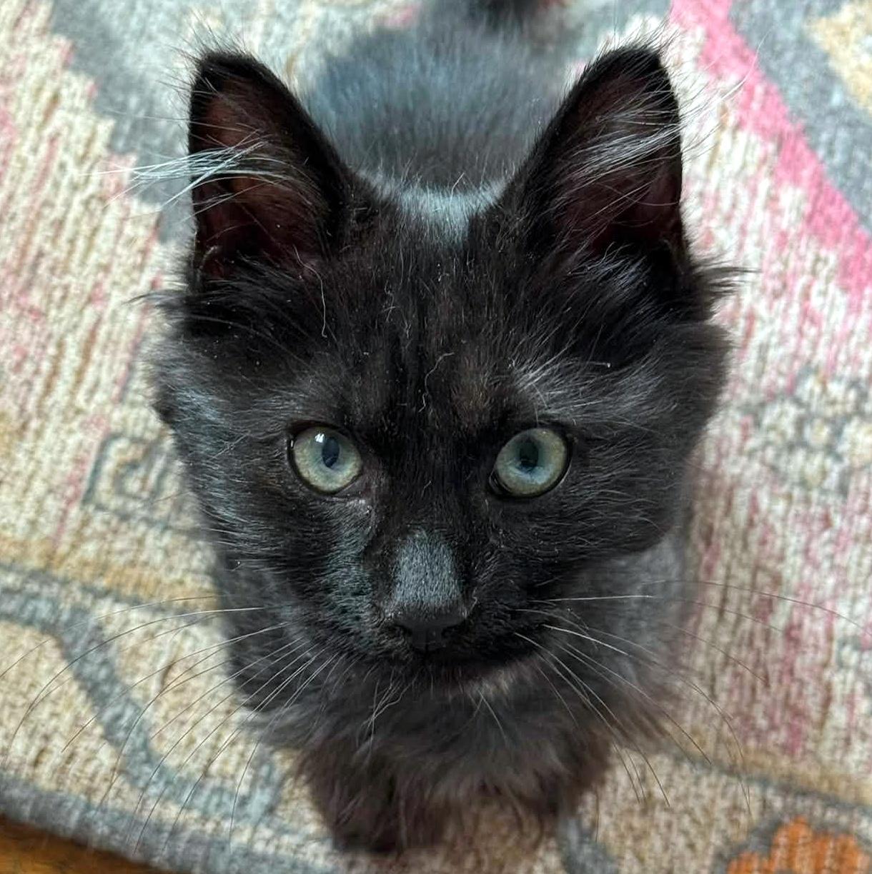 Enlarge Bobby, a ADOPTABLE Domestic Long Hair in Pittsburgh, PA image 3/6