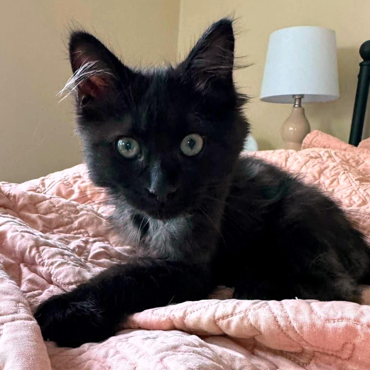 Enlarge Bobby, a ADOPTABLE Domestic Long Hair in Pittsburgh, PA image 6/6