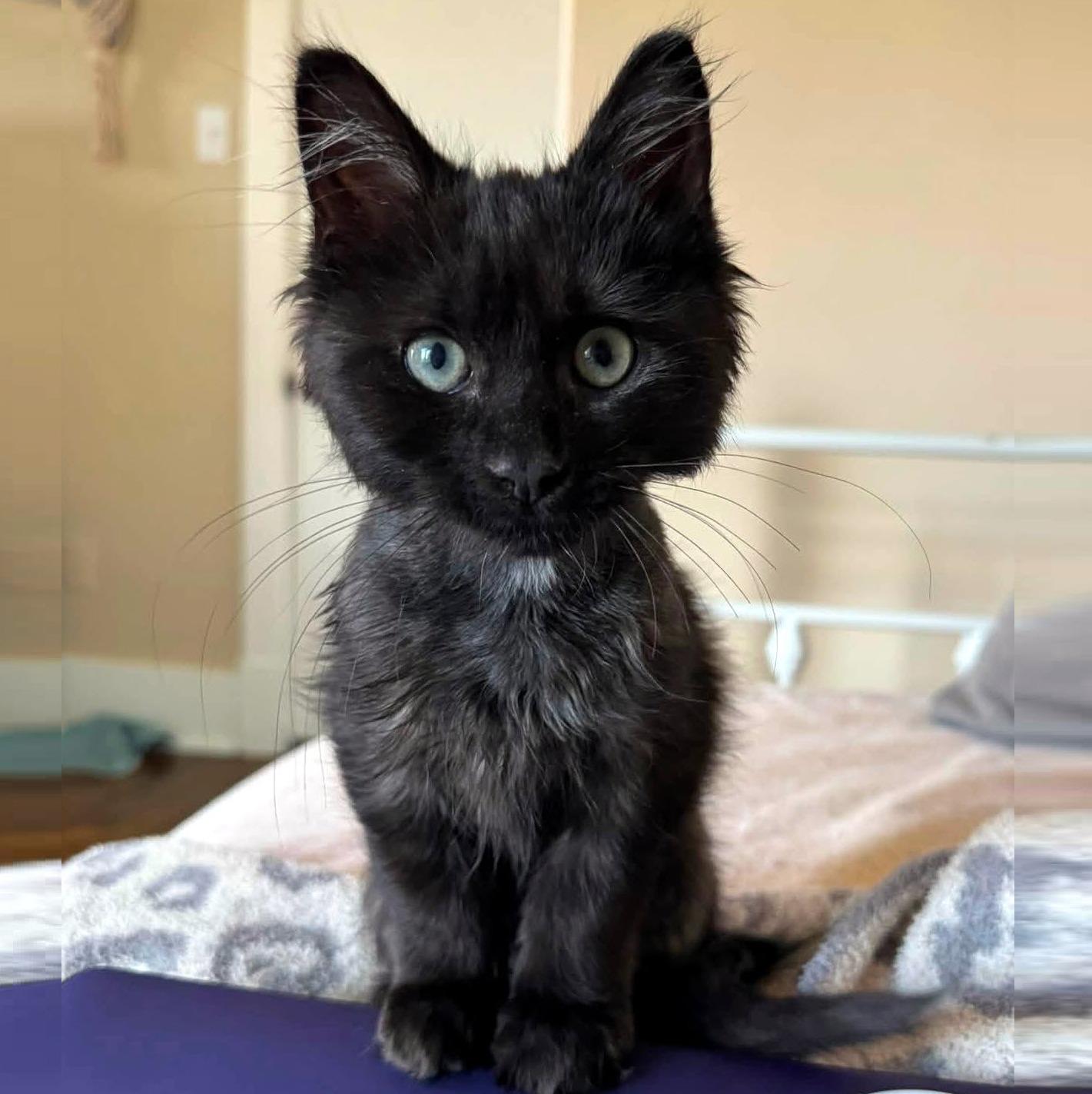 Bobby, ADOPTABLE, Kitten Male Domestic Long Hair.