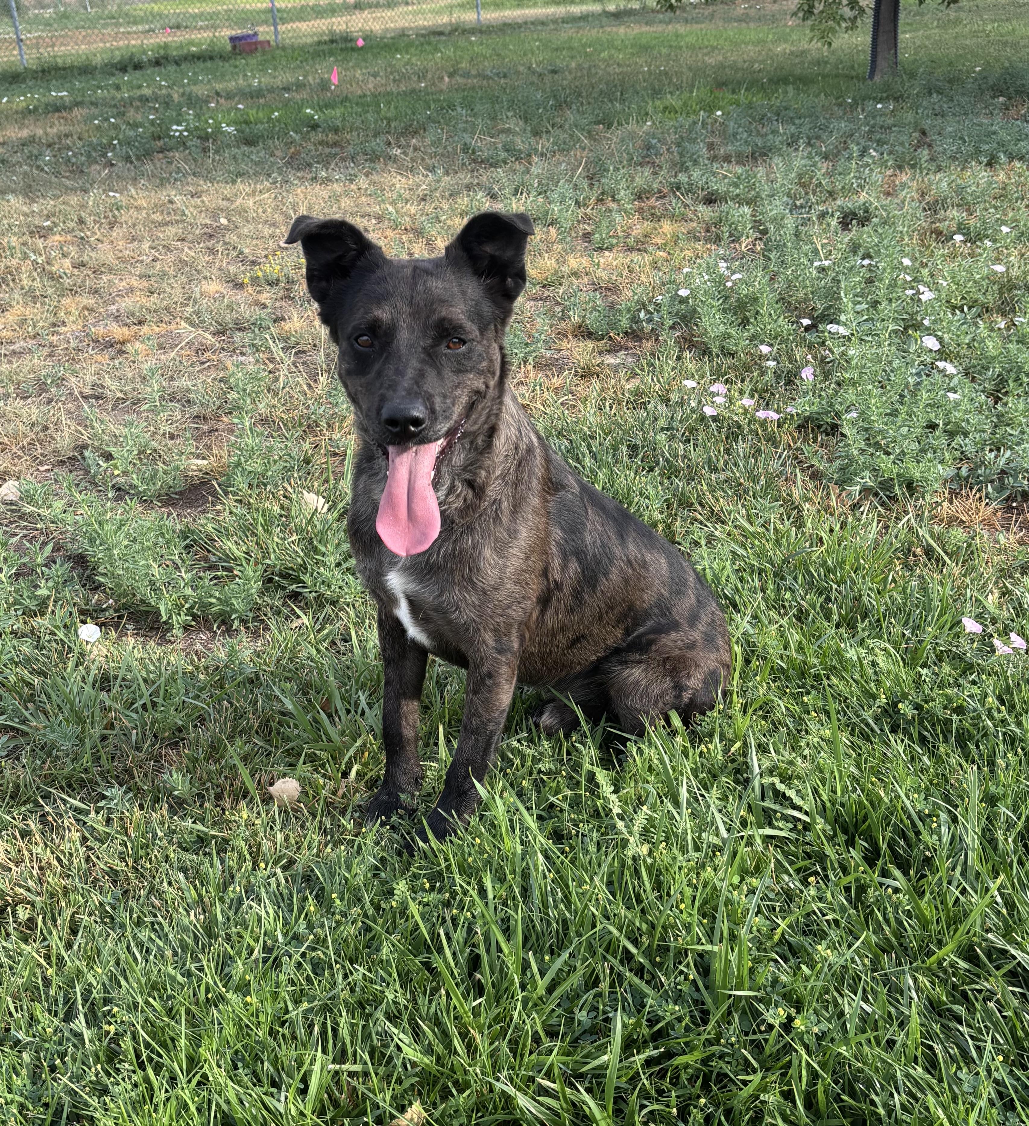 Enlarge Bruno, an adoptable mixed breed in Torrington, WY image 2/3