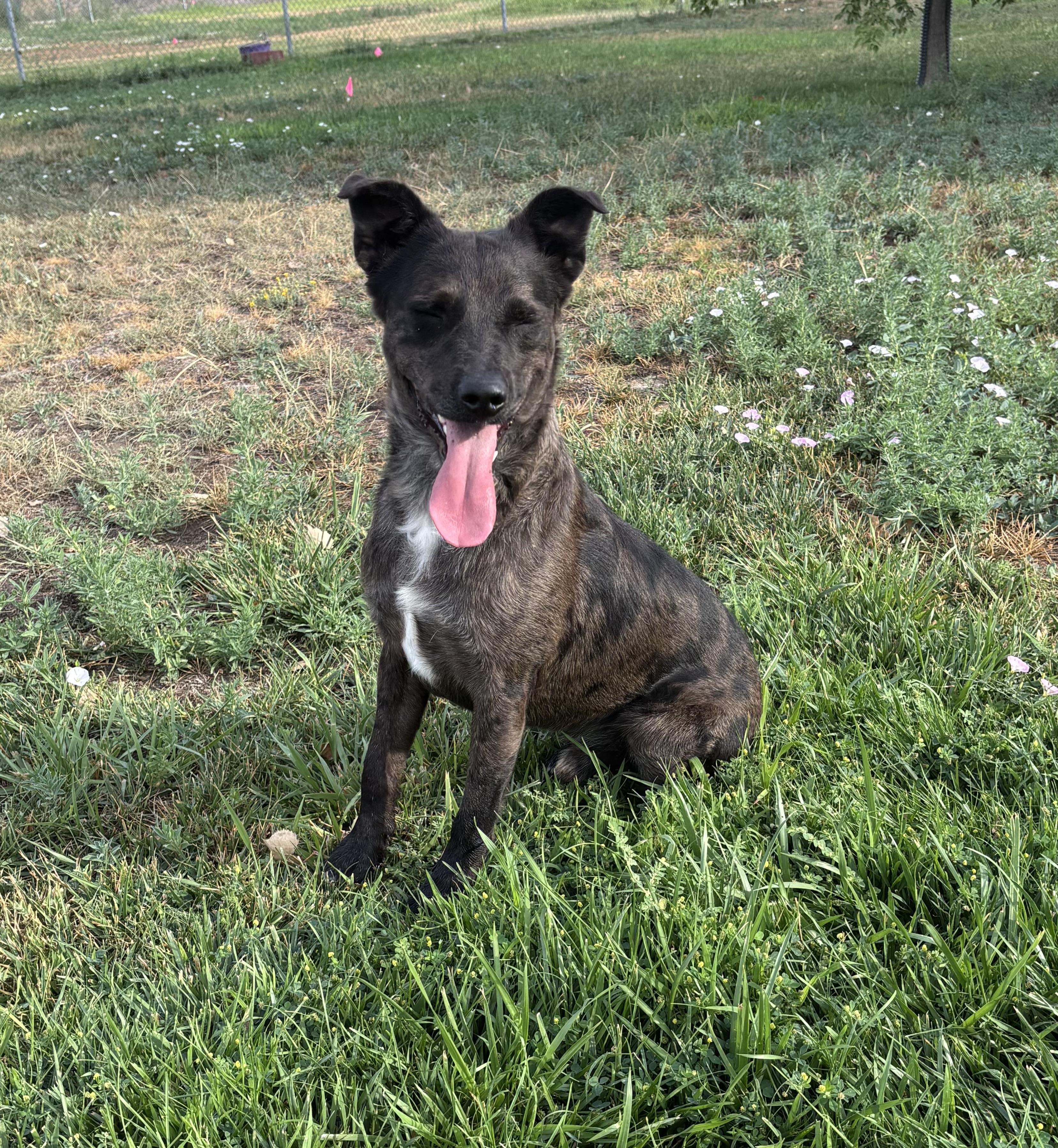 Enlarge Bruno, an adoptable mixed breed in Torrington, WY image 3/3