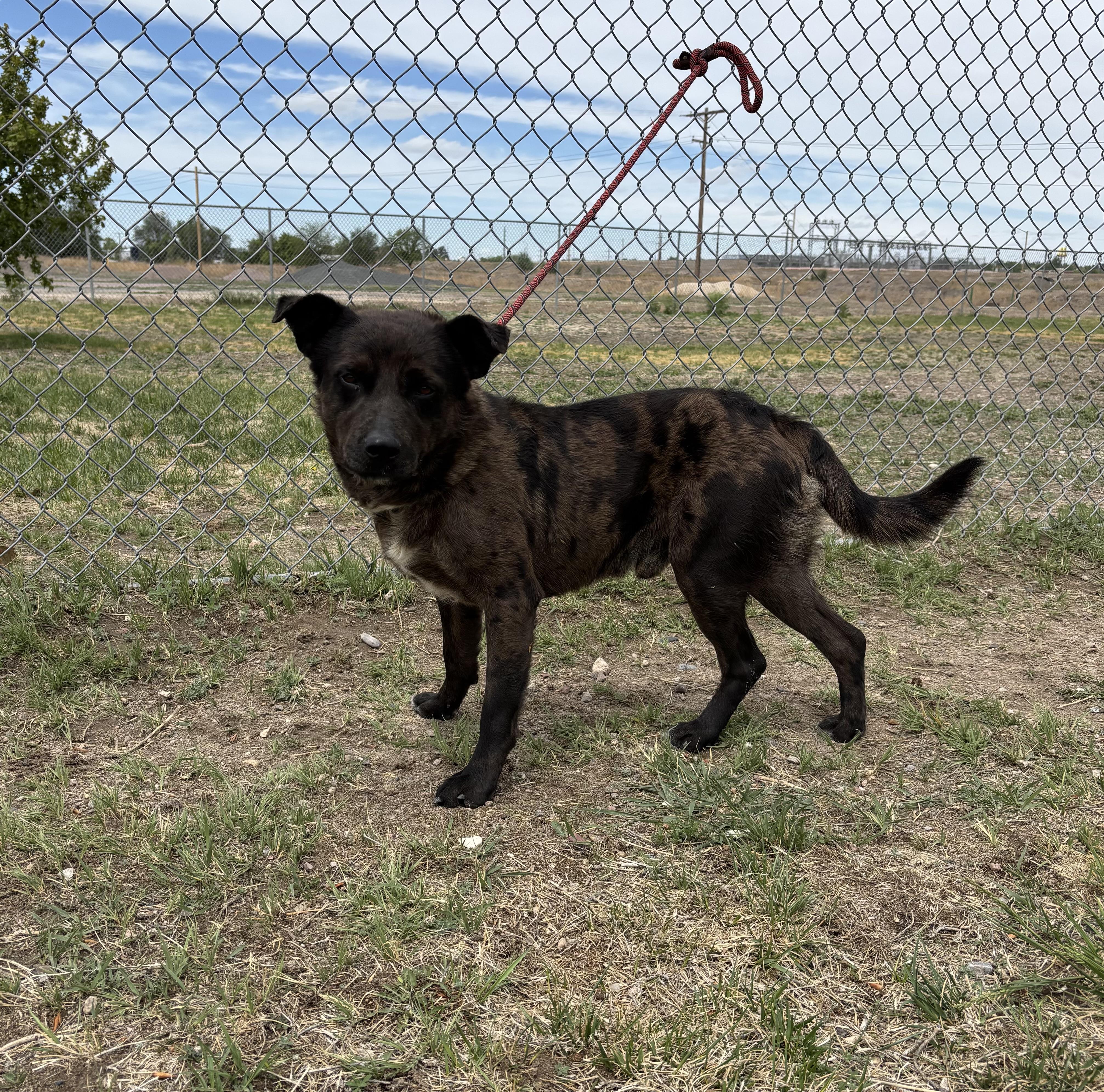 Enlarge Bruno, an adoptable mixed breed in Torrington, WY image 3/3