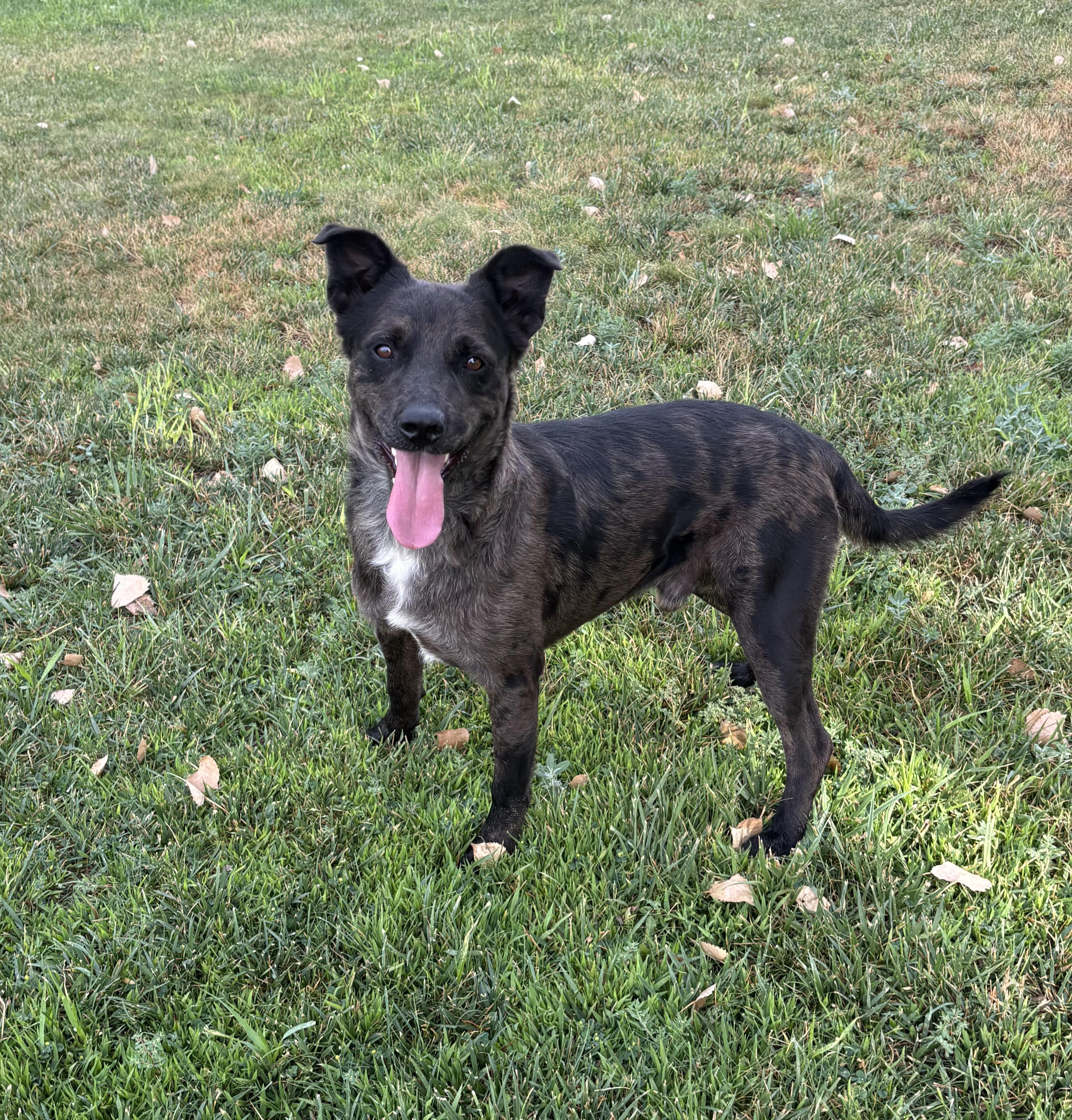 Bruno, adoptable, Adult Male Catahoula Leopard Dog & Australian Shepherd.