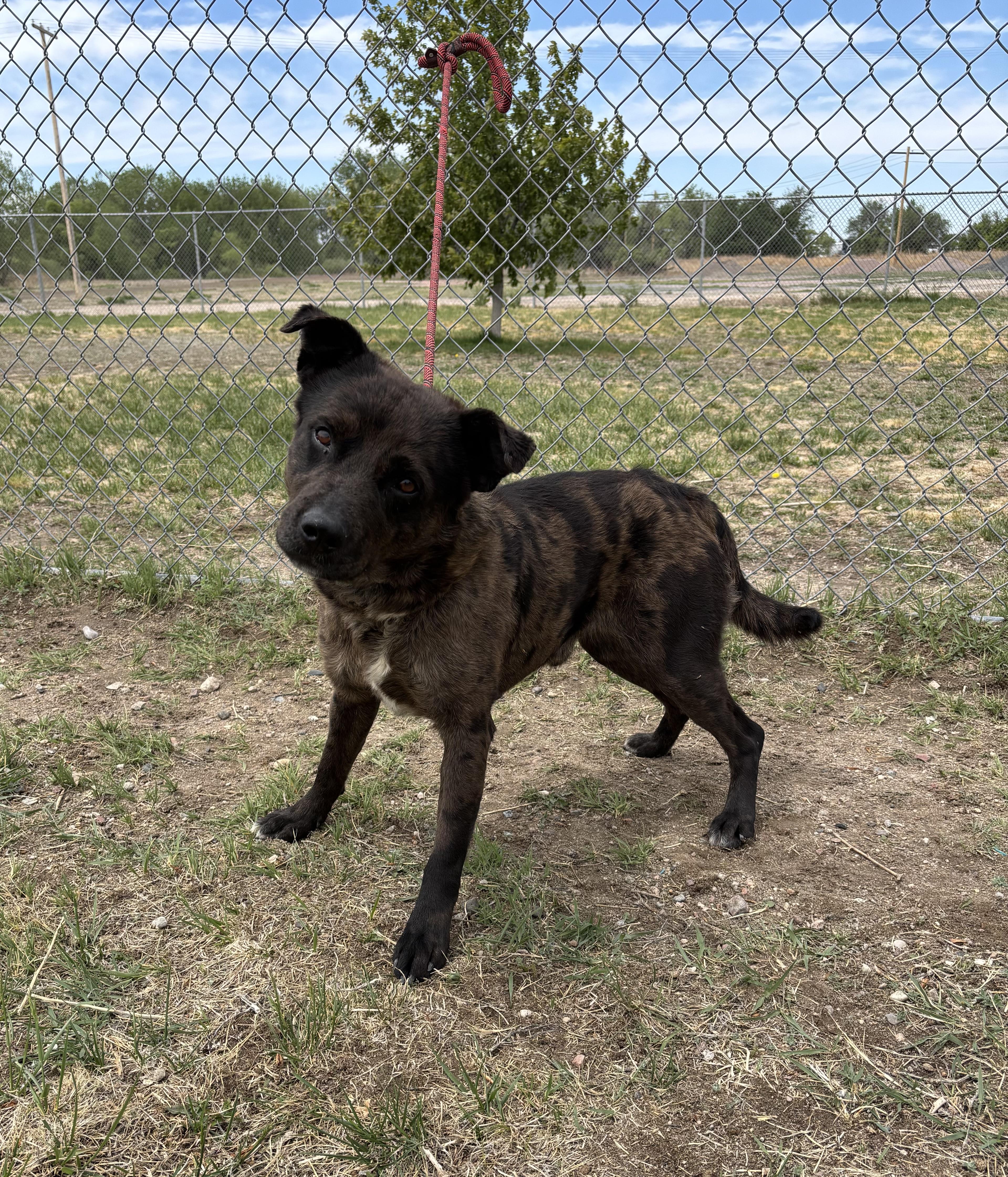 Enlarge Bruno, an adoptable mixed breed in Torrington, WY image 2/3
