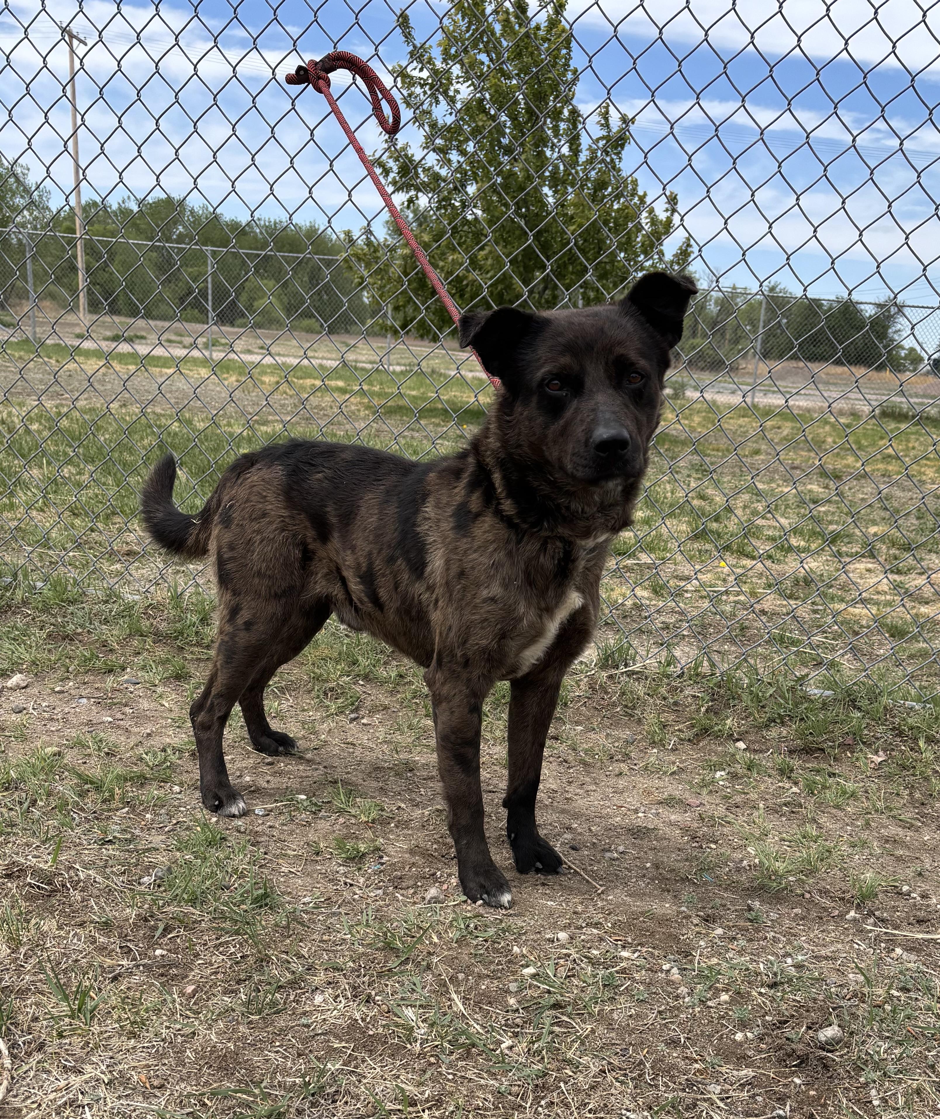 Bruno, adoptable, Adult Male Catahoula Leopard Dog & Australian Shepherd.