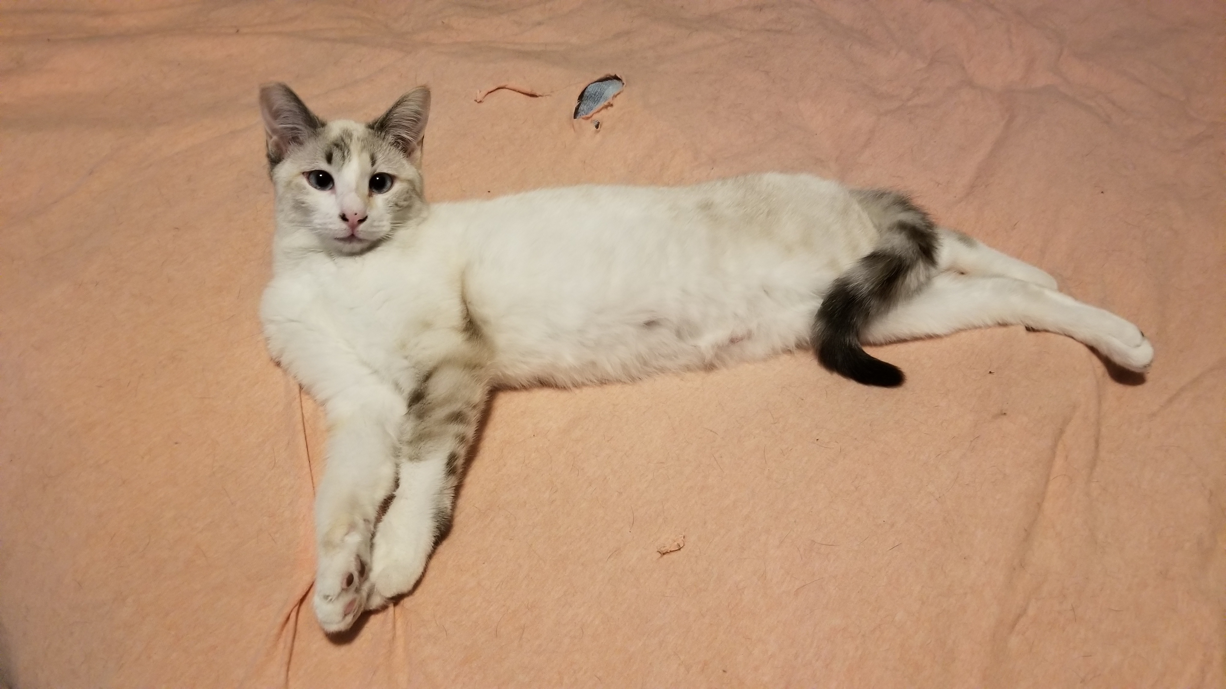 Blossom, a Adoptable mixed breed in Cedaredge, CO image 4/4