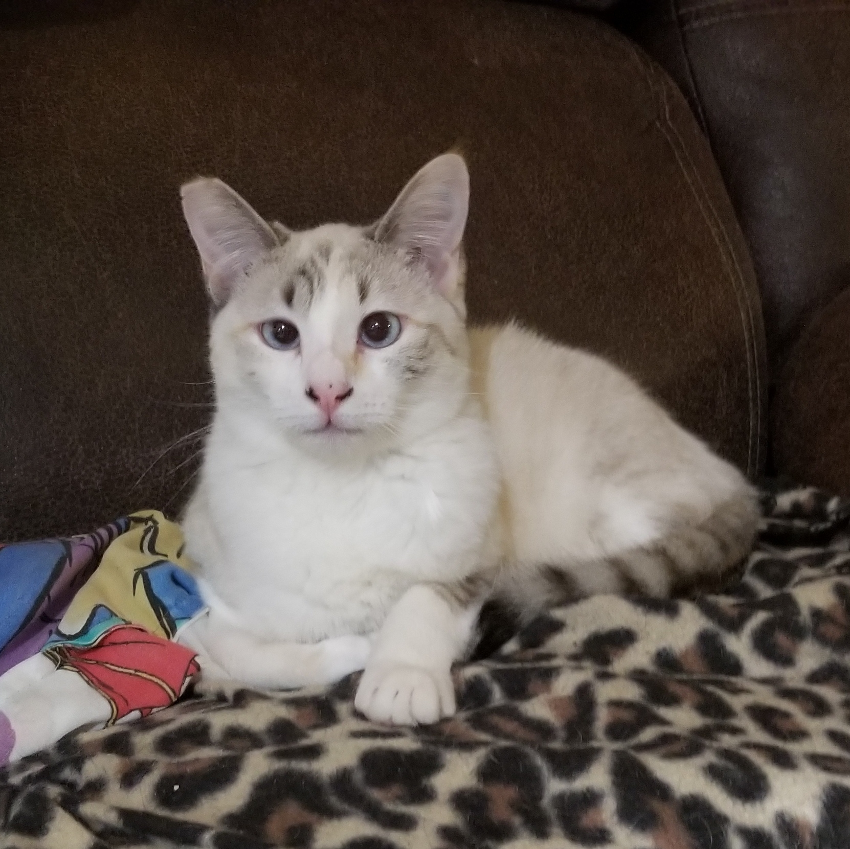 Blossom, a Adoptable mixed breed in Cedaredge, CO image 1/4