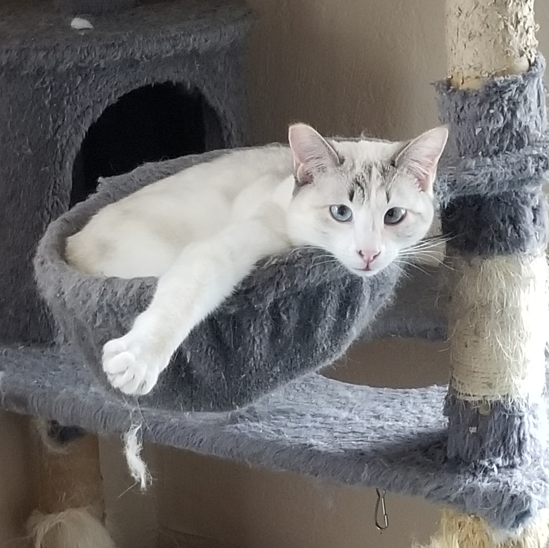 Blossom, a Adoptable mixed breed in Cedaredge, CO image 2/4