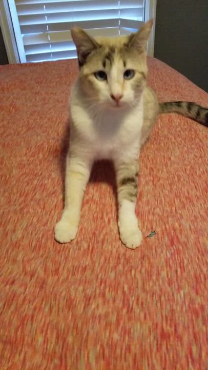 Enlarge Blossom, a Adoptable mixed breed in Cedaredge, CO video 3/4