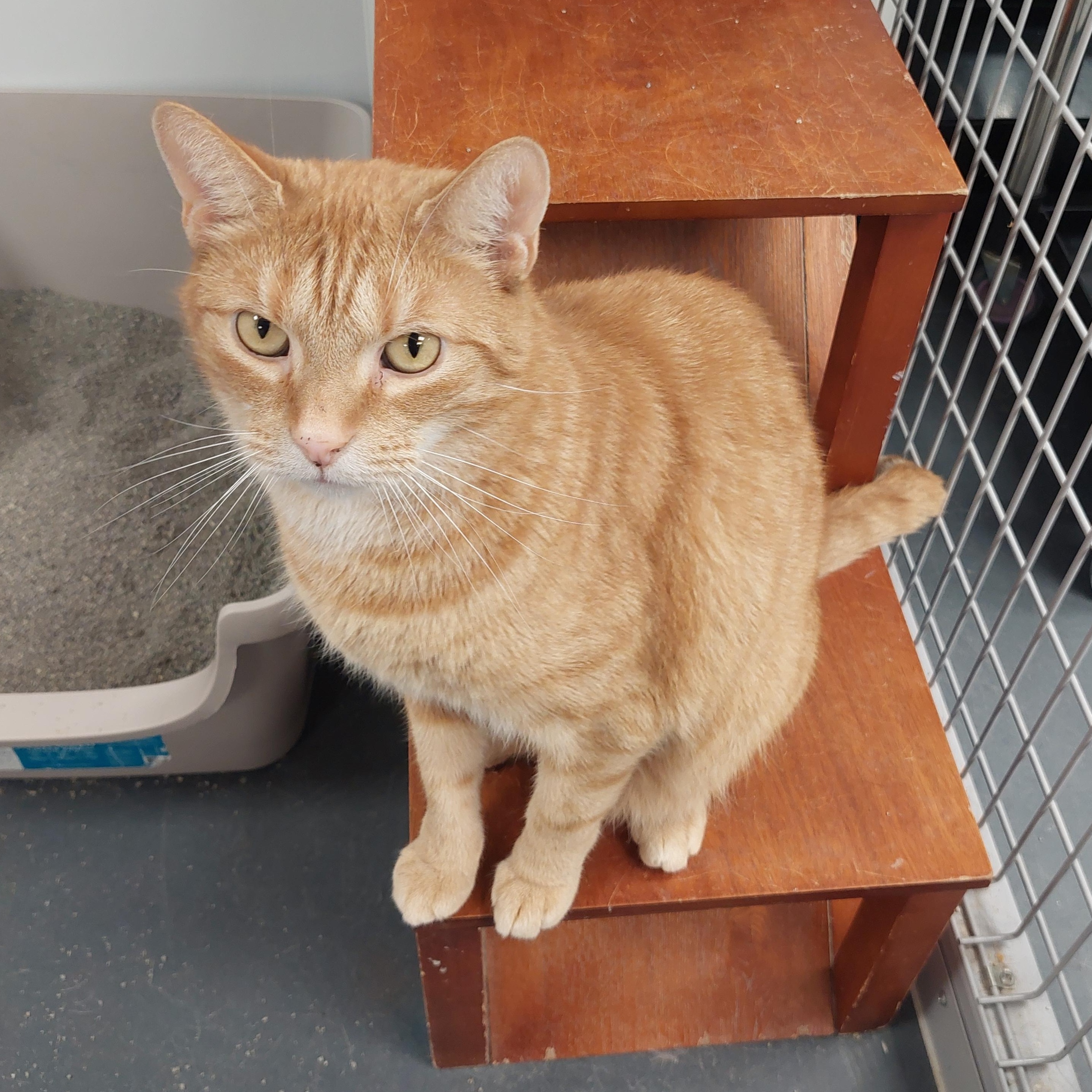 Enlarge Tommy, a Adoptable Domestic Short Hair in Williamsport, PA image 1/1