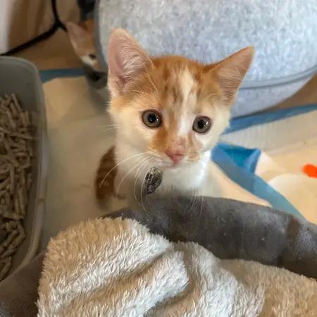 Enlarge Kaline, an adopted Domestic Short Hair in Upper Sandusky, OH image 2/4