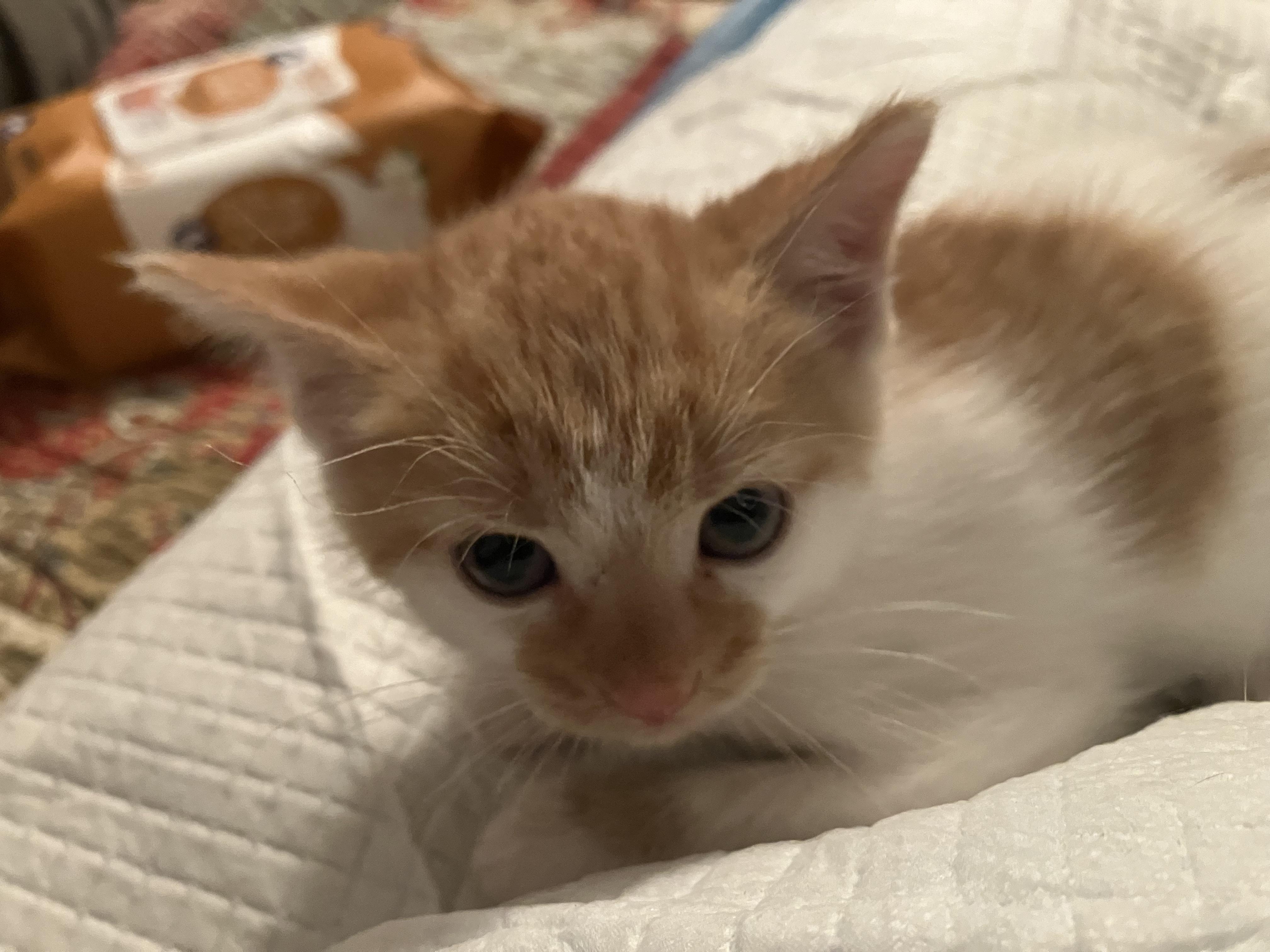 Kaline, adopted, Young Male Domestic Short Hair.