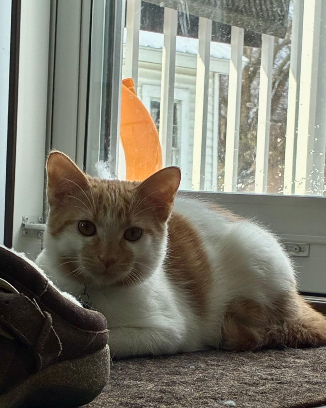 Enlarge Kaline, an adopted Domestic Short Hair in Upper Sandusky, OH image 4/4