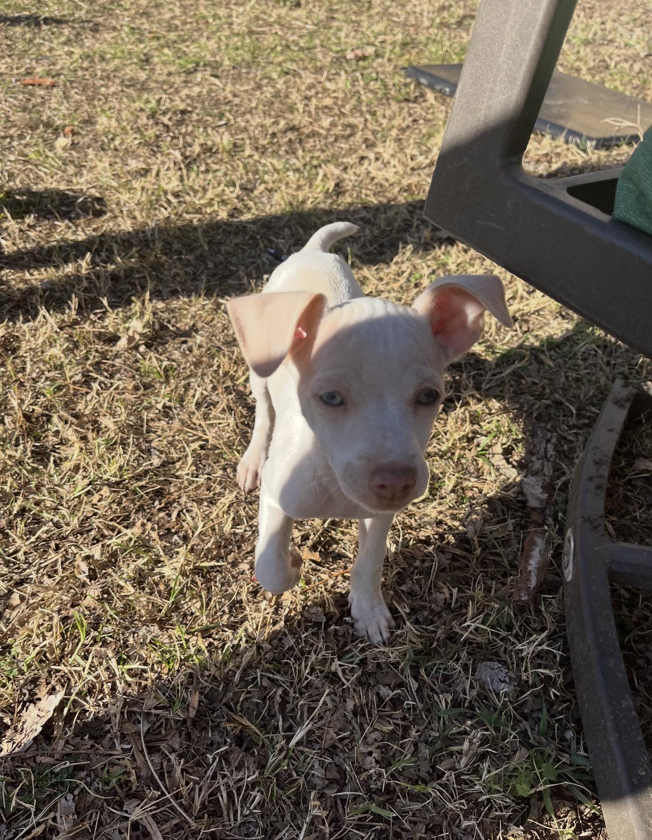 Casper, ADOPTABLE, Puppy Male Chihuahua & Chiweenie.