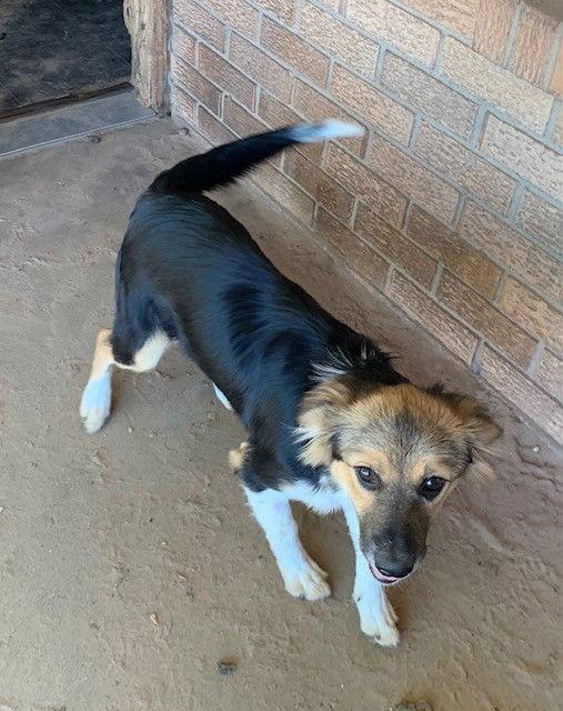 Penelope — thumbnail 2