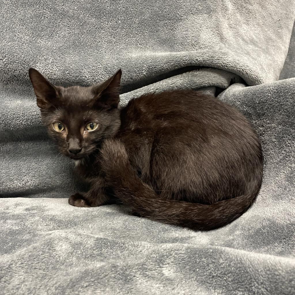 Indy, Adoptable, Kitten Male Domestic Short Hair.