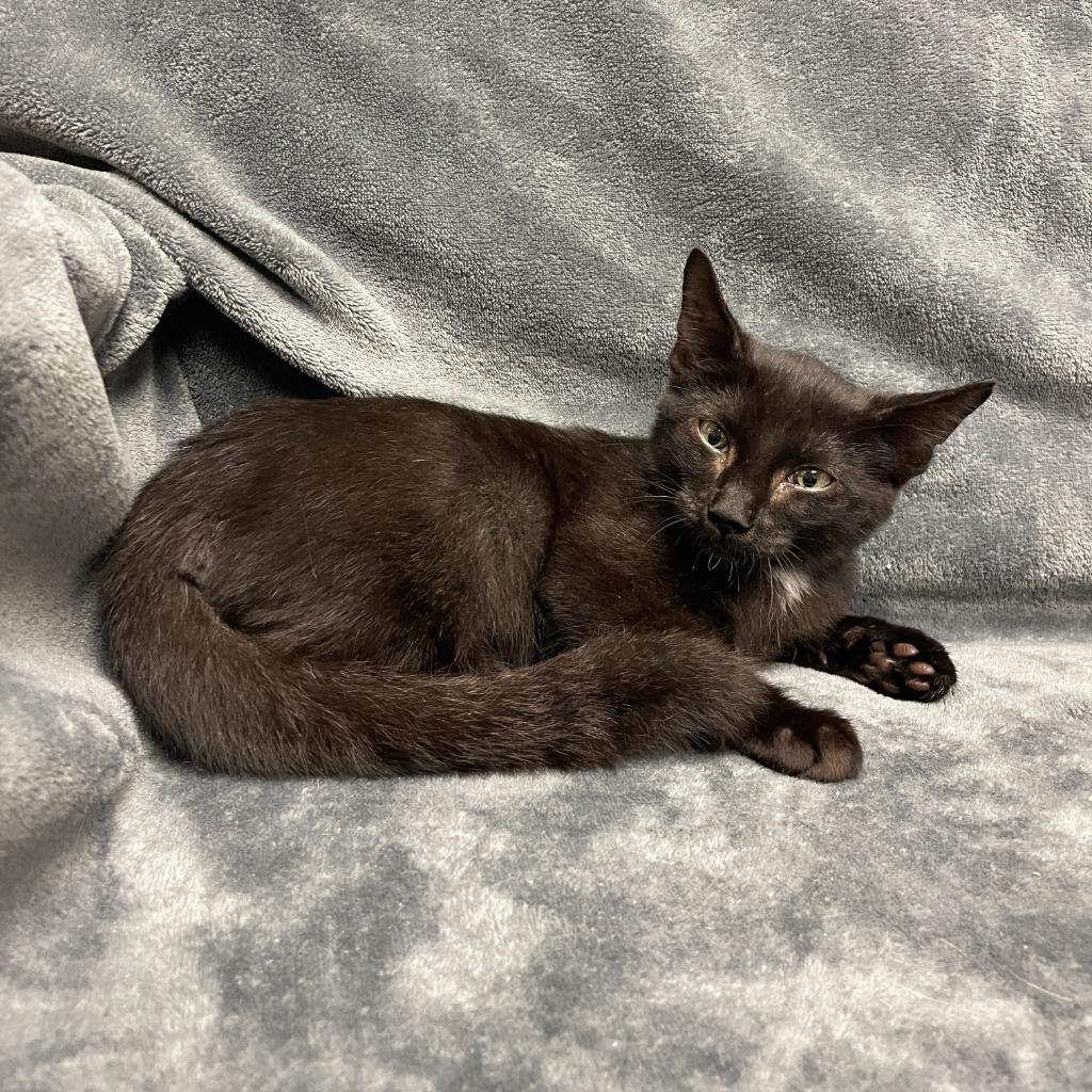 Enlarge Indy, a Adoptable mixed breed in Brenham, TX image 2/6