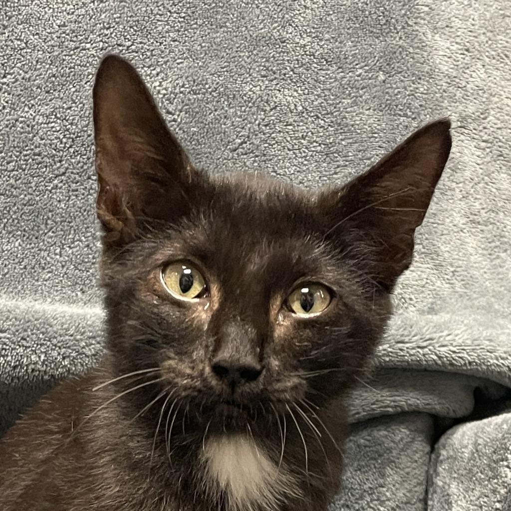 Enlarge Indy, a Adoptable mixed breed in Brenham, TX image 3/6