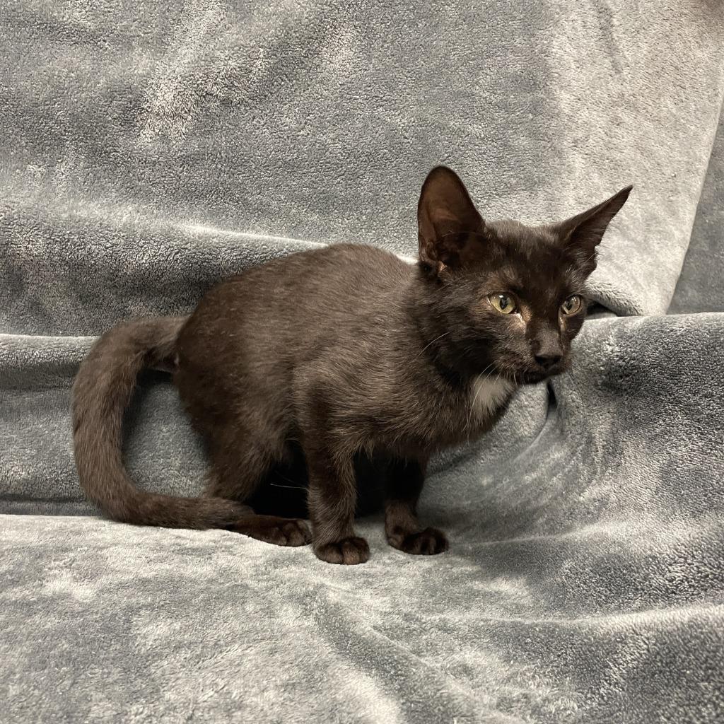 Enlarge Indy, a Adoptable mixed breed in Brenham, TX image 4/6