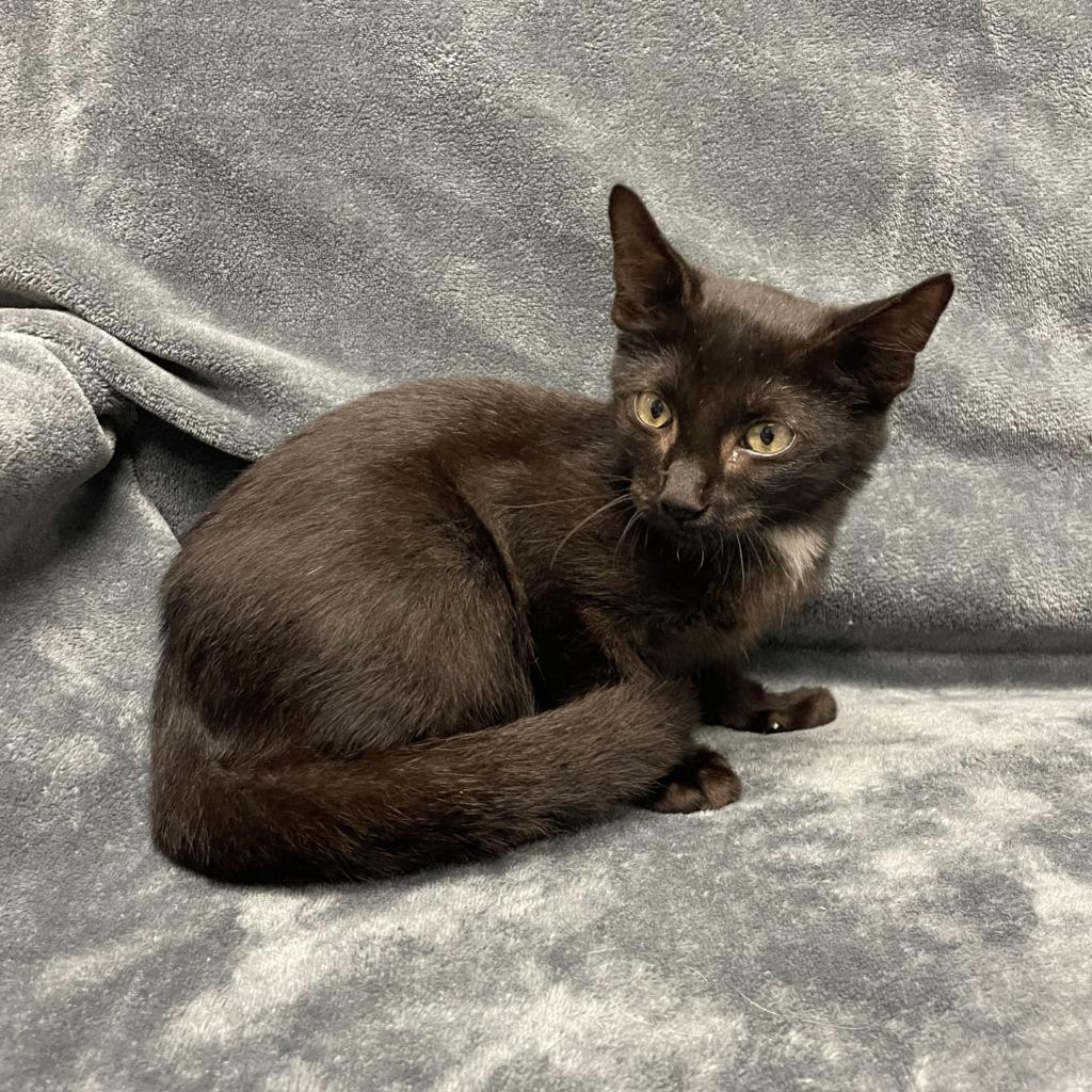 Enlarge Indy, a Adoptable mixed breed in Brenham, TX image 5/6