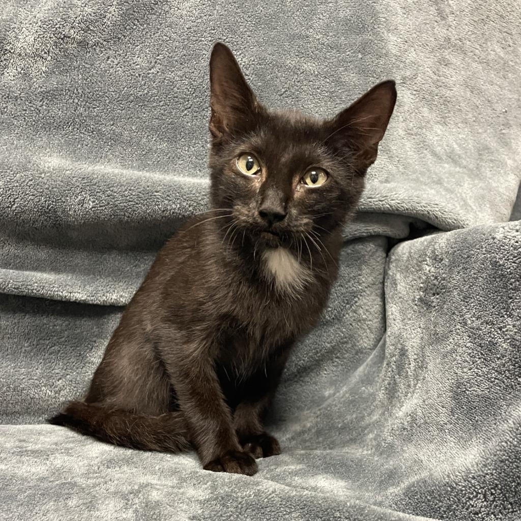 Enlarge Indy, a Adoptable mixed breed in Brenham, TX image 6/6