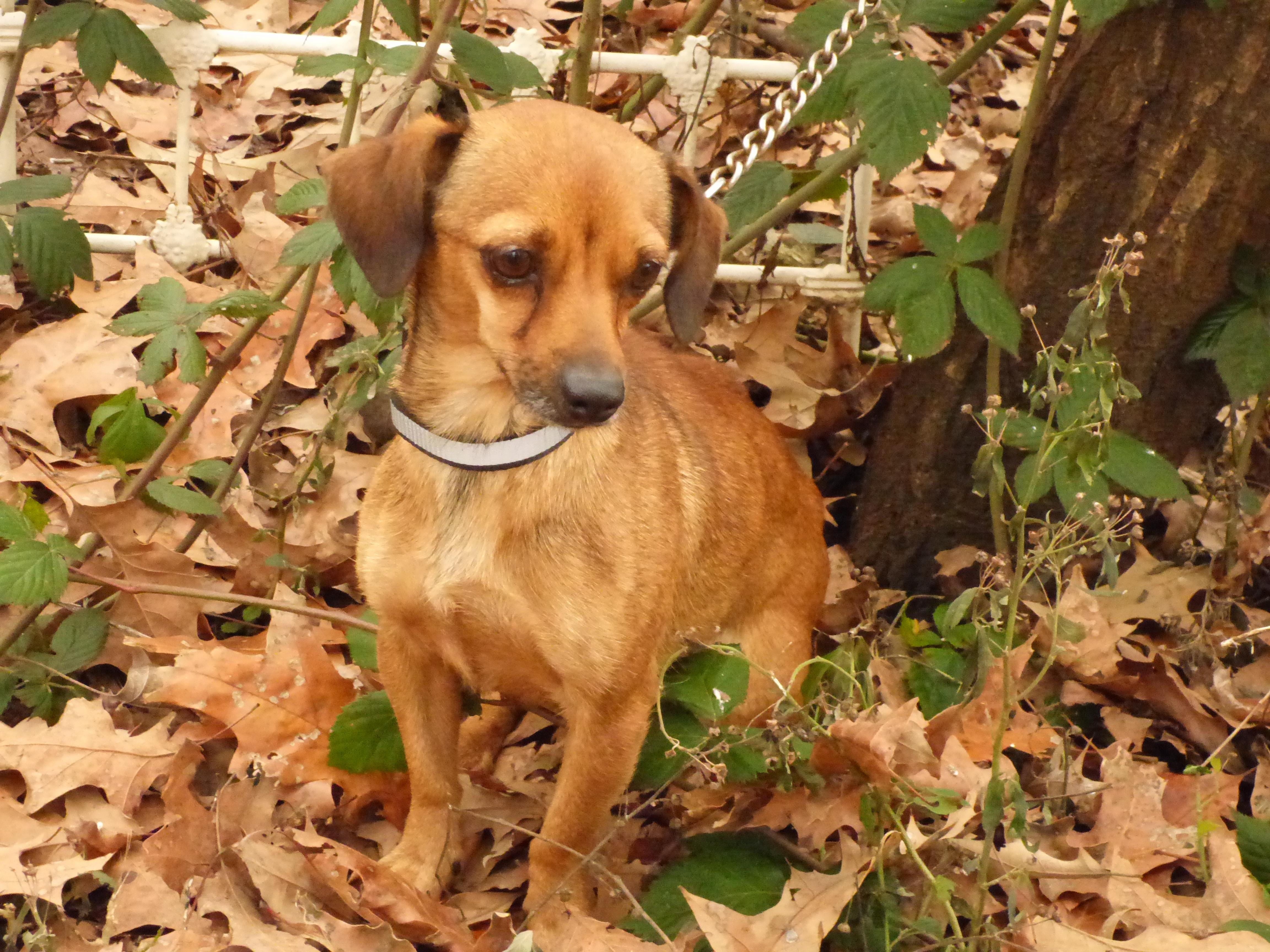 Jolene, a Adoptable mixed breed in Harrisburg, PA image 1/5