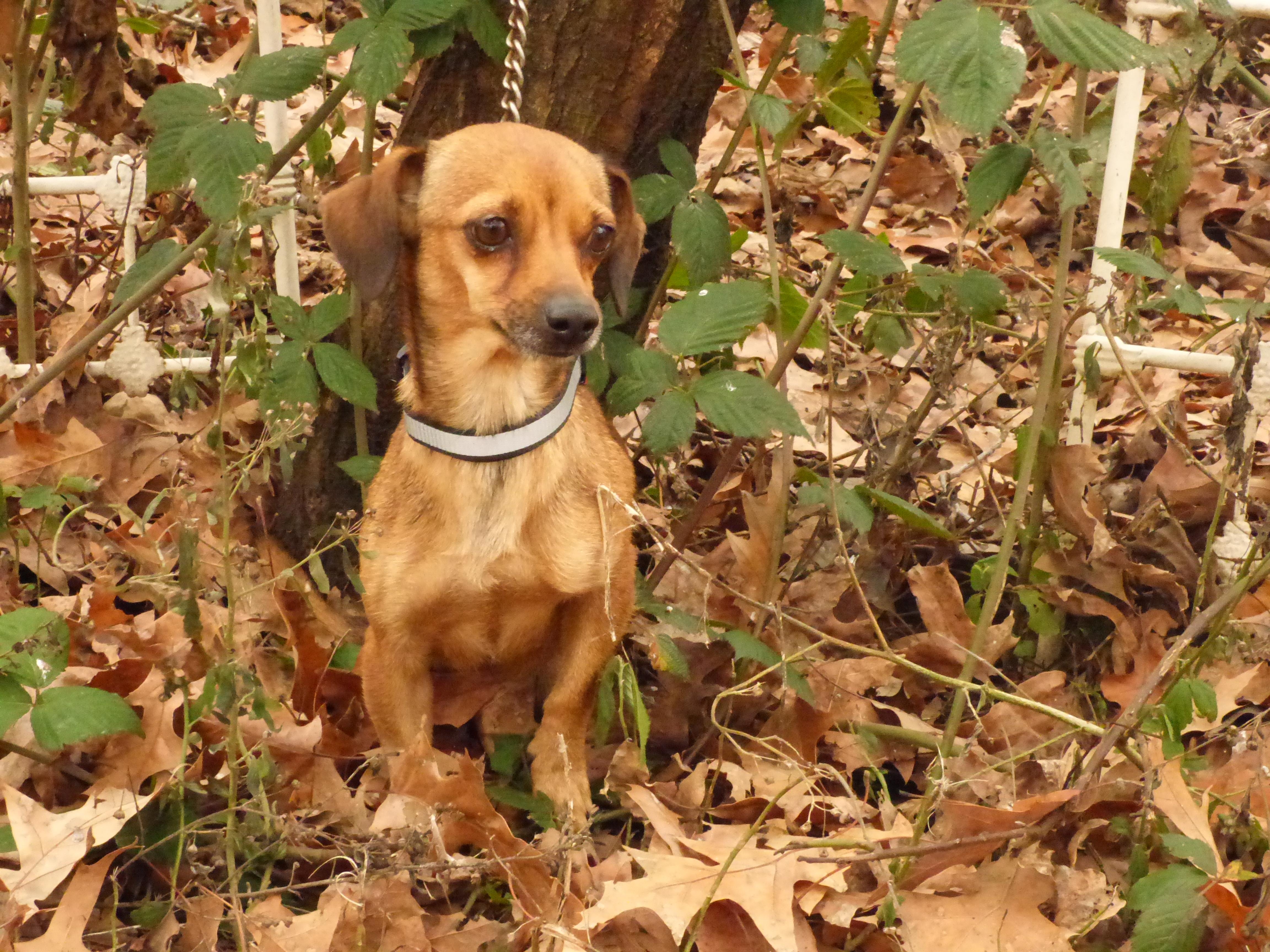 Jolene, a Adoptable mixed breed in Harrisburg, PA image 2/5