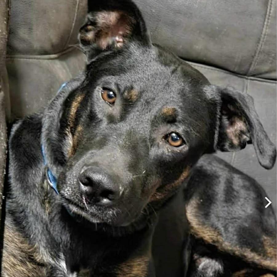 Ranchero (20260306-03)