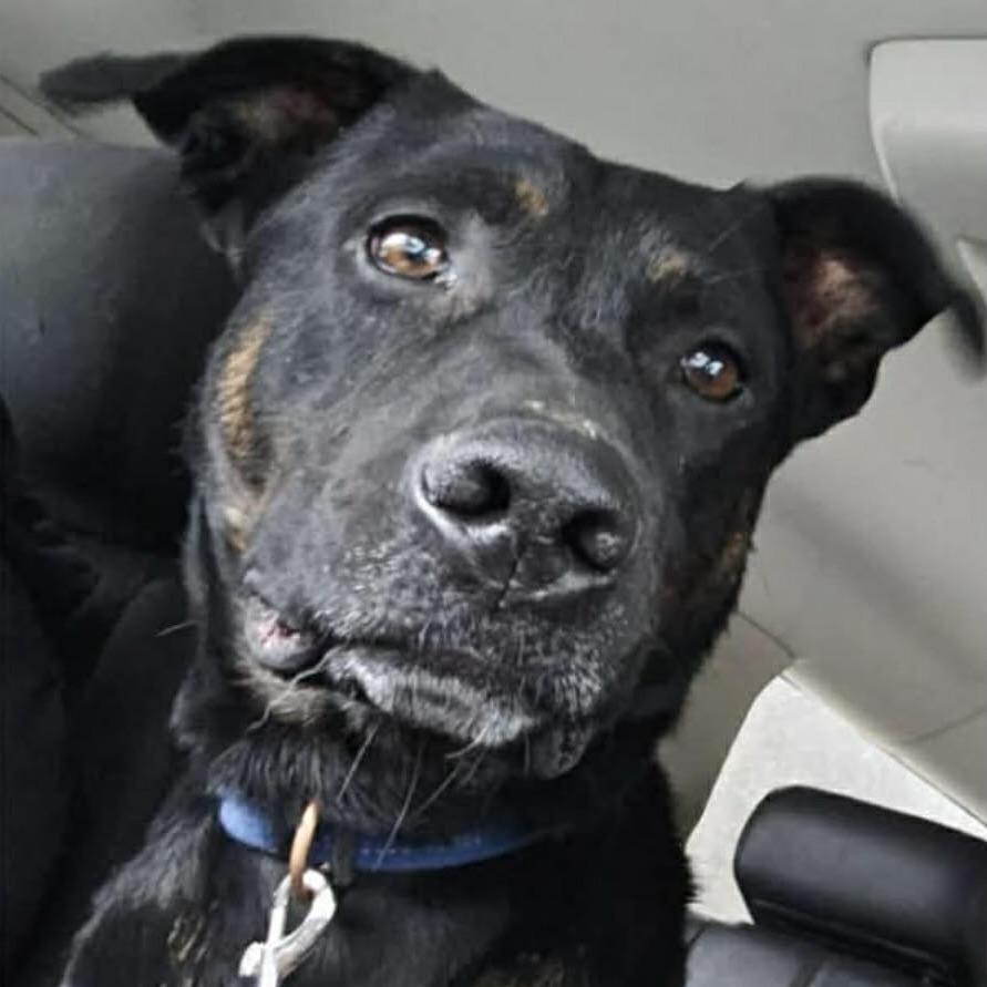 Ranchero (20260306-03) — thumbnail 3