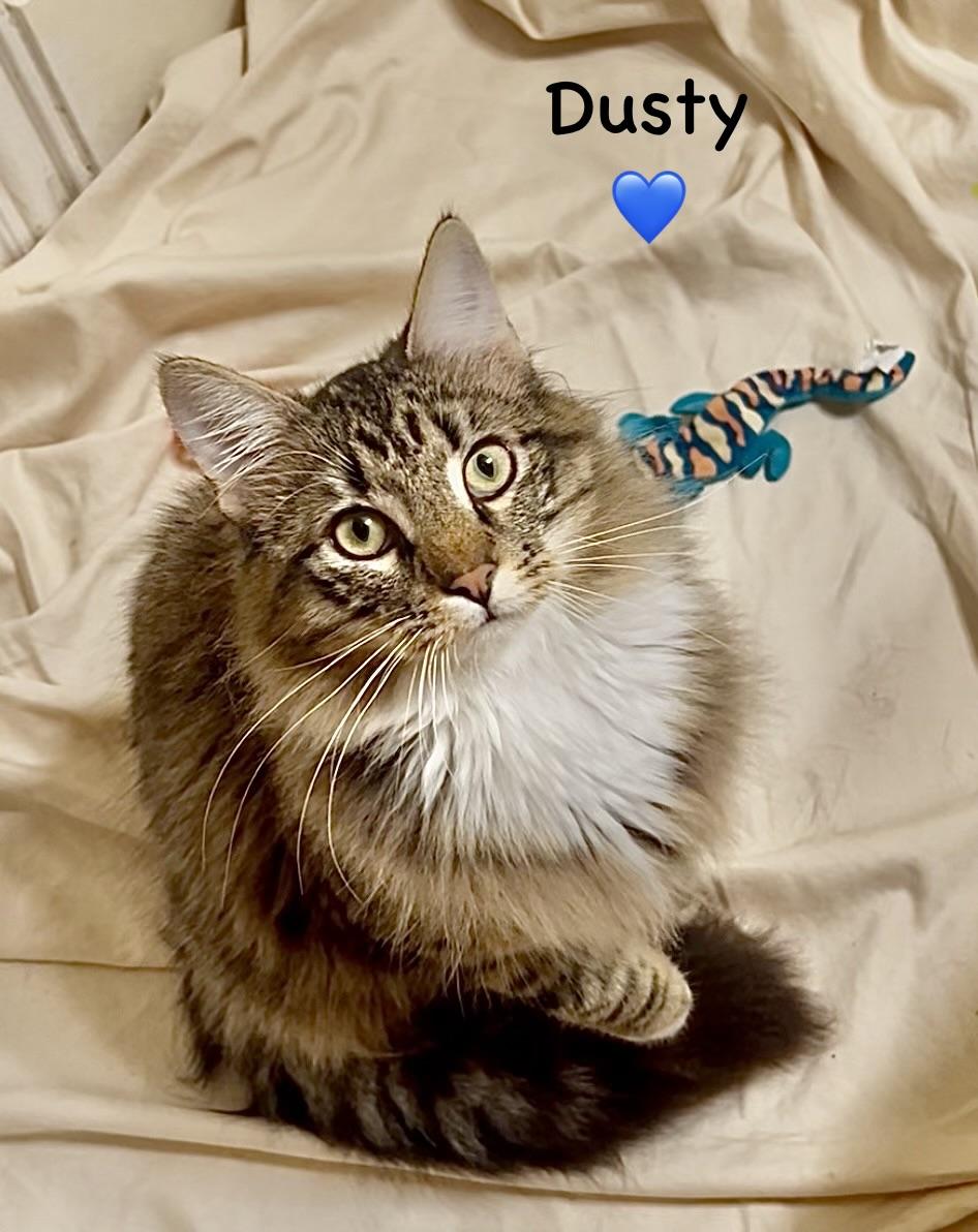 Enlarge Dusty - Courtesy Post, an adopted mixed breed in Fort Worth, TX image 3/3