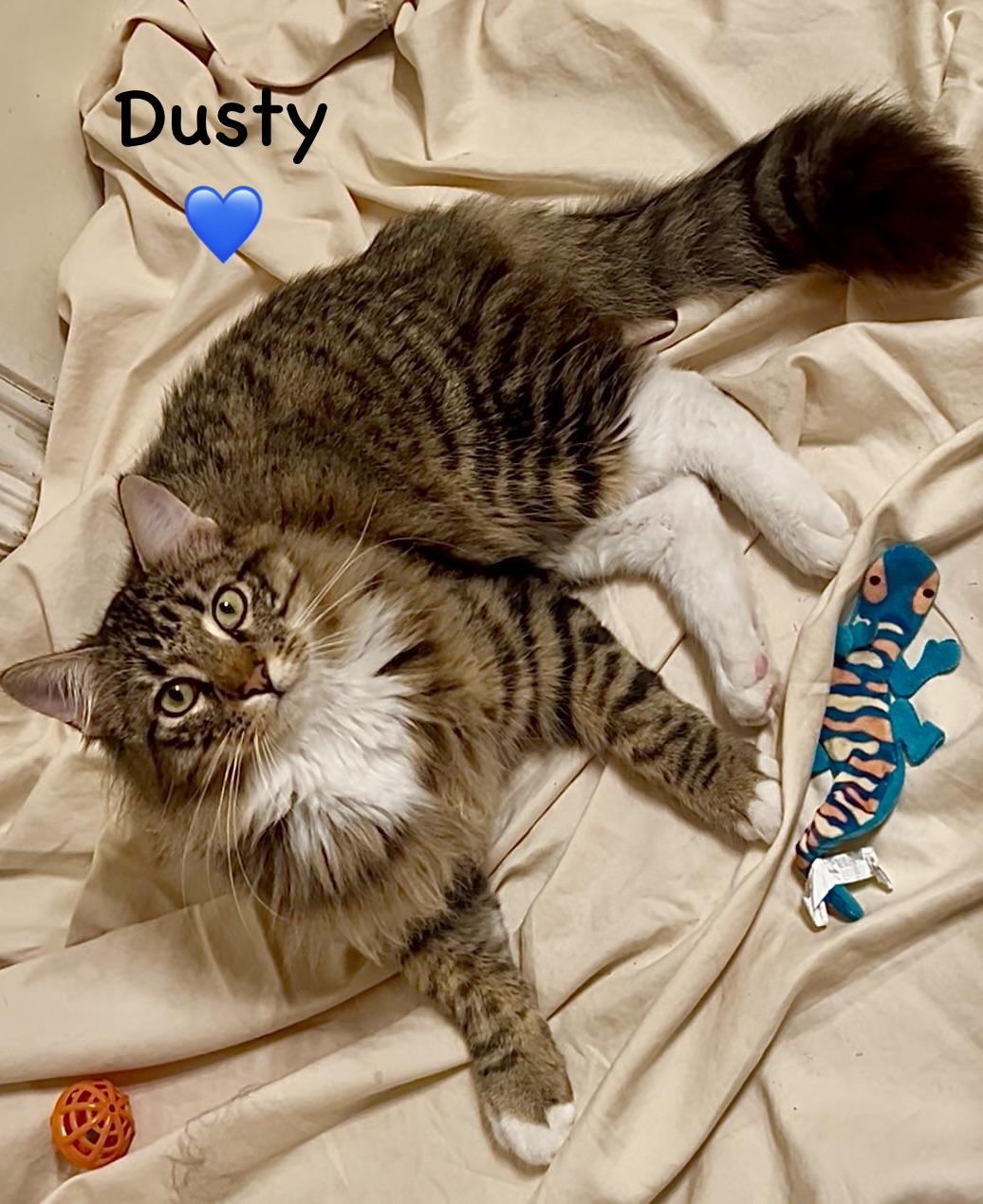 Enlarge Dusty - Courtesy Post, an adopted mixed breed in Fort Worth, TX image 2/3