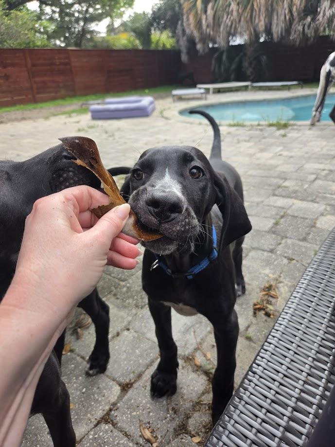 Enlarge Zonks, a ADOPTABLE Great Dane in Pensacola, FL image 1/5