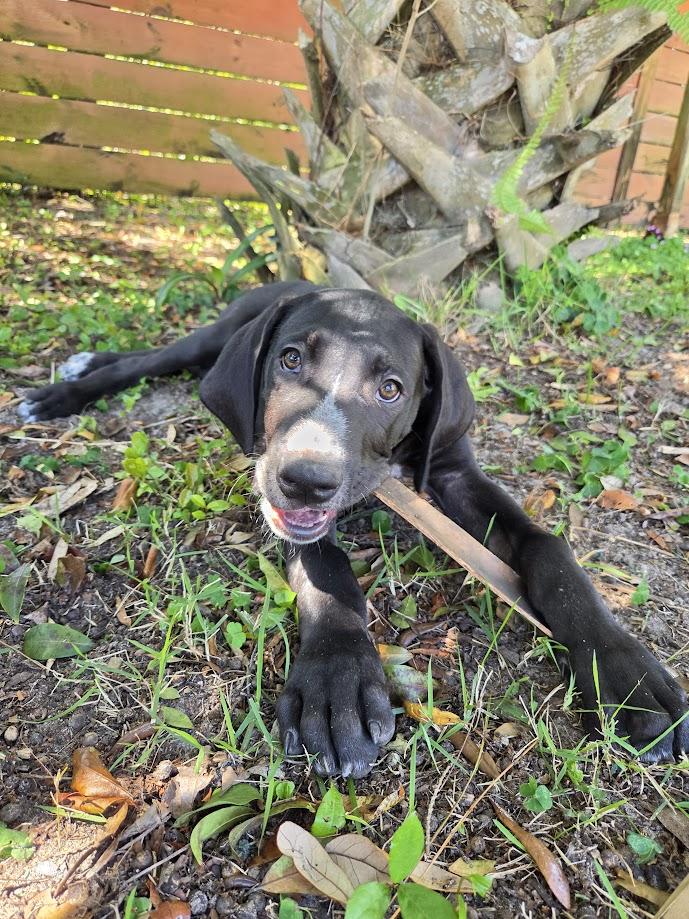 Enlarge Zonks, a ADOPTABLE Great Dane in Pensacola, FL image 3/5