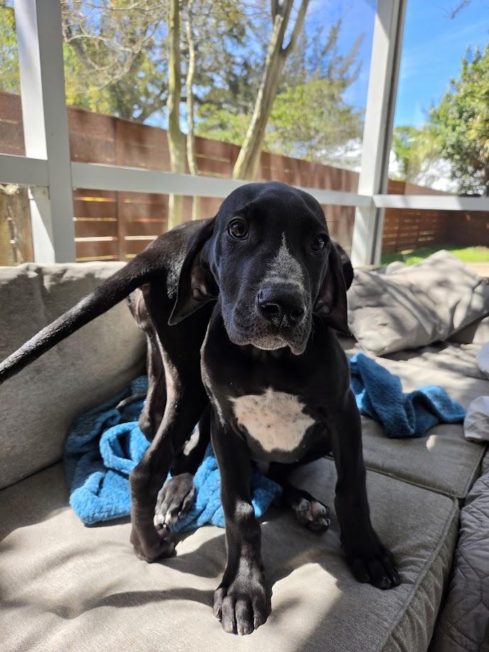 Enlarge Zonks, a ADOPTABLE Great Dane in Pensacola, FL image 2/5