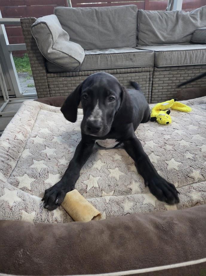 Enlarge Zonks, a ADOPTABLE Great Dane in Pensacola, FL image 4/5